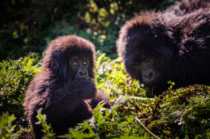 Baby mountain gorilla