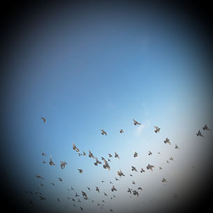 The Flock_edited_edited.jpg