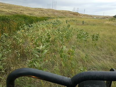 invasive weed spraying western united states