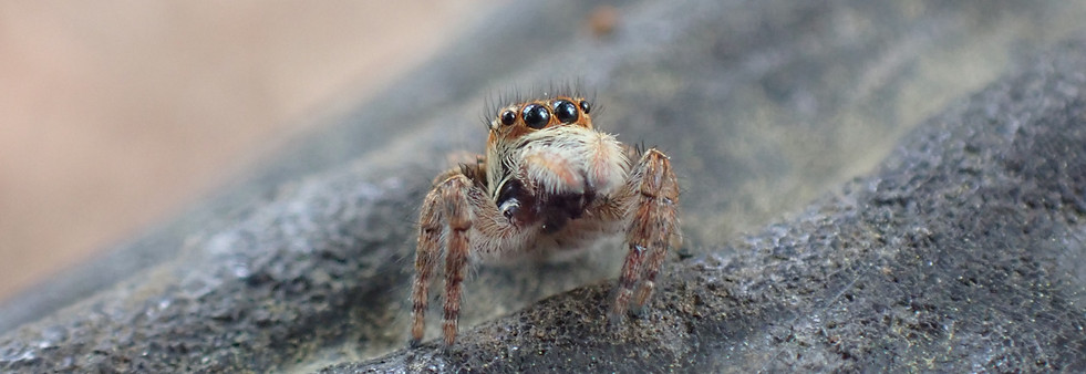 ネコハエトリ♀4.JPG