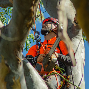 lpu motosserra ibama bateria precisa