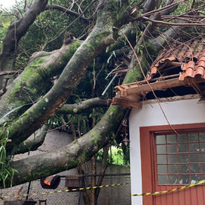 Entenda a nova Lei nº 15.299/2025: O que muda para arboristas, clientes e órgãos ambientais