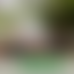 Curso avançado de escalada em árvores.