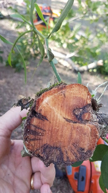 Danos causados pela erva de passarinho