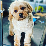 Dog_XS_wash.JPG