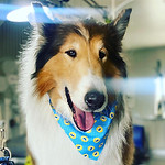 Dog_Wash_XL.JPG