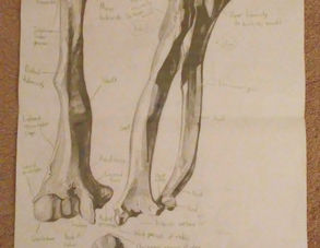 Radius Ulna and Humerus 2015.jpg