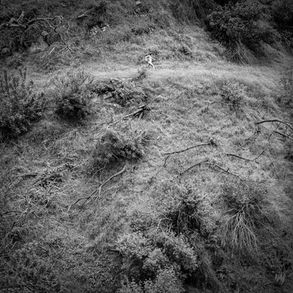 Anna Tivel - White Goose (Fluff and Gravy)