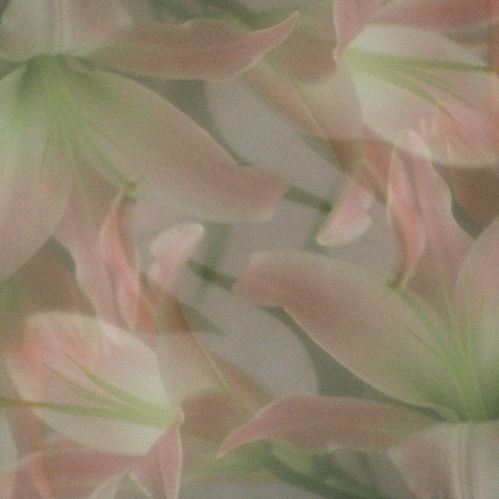 The cover for Kevin Scott Davis and vocalist Asia Dojnikowska aka Glowworm's Harvest album, showing a soft focus close-up of pink lilies with green stems, overlapping petals create a dreamy, serene effect in gentle pastel shades.