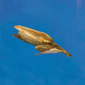 the cover for Or Sobre Blau's Making Friends album, showing a dried seed pod or flower husk floating on bright blue background, with layered tan and brown textures, abstract and natural