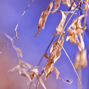 The cover for David Cordero's Important Small Details album on Home Normal records, showing dry, curled leaves hang on thin branches against a vibrant blue background, creating a calm, autumnal mood.