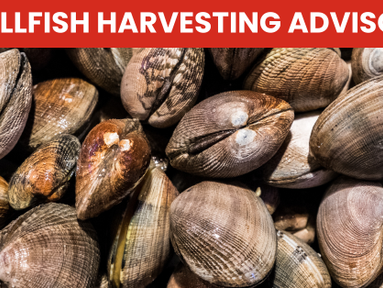 Shellfish harvesting closed for Port Madison, Miller Bay, Agate Passage, and Port Orchard Passage