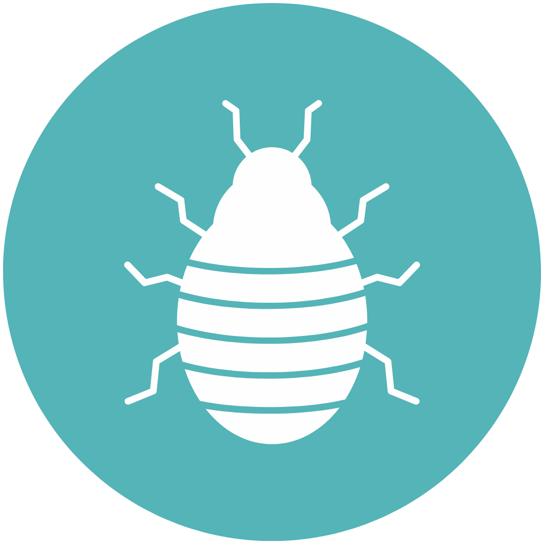 bedbug icon in teal