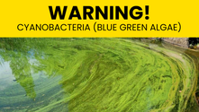 Warning! Cyanobacteria (blue green algae)