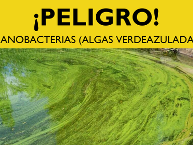 Se emite advertencia para el lago Kitsap debido a cianobacterias potencialmente tóxicas