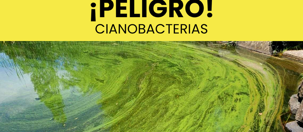 Peligro! Cianobacterias
