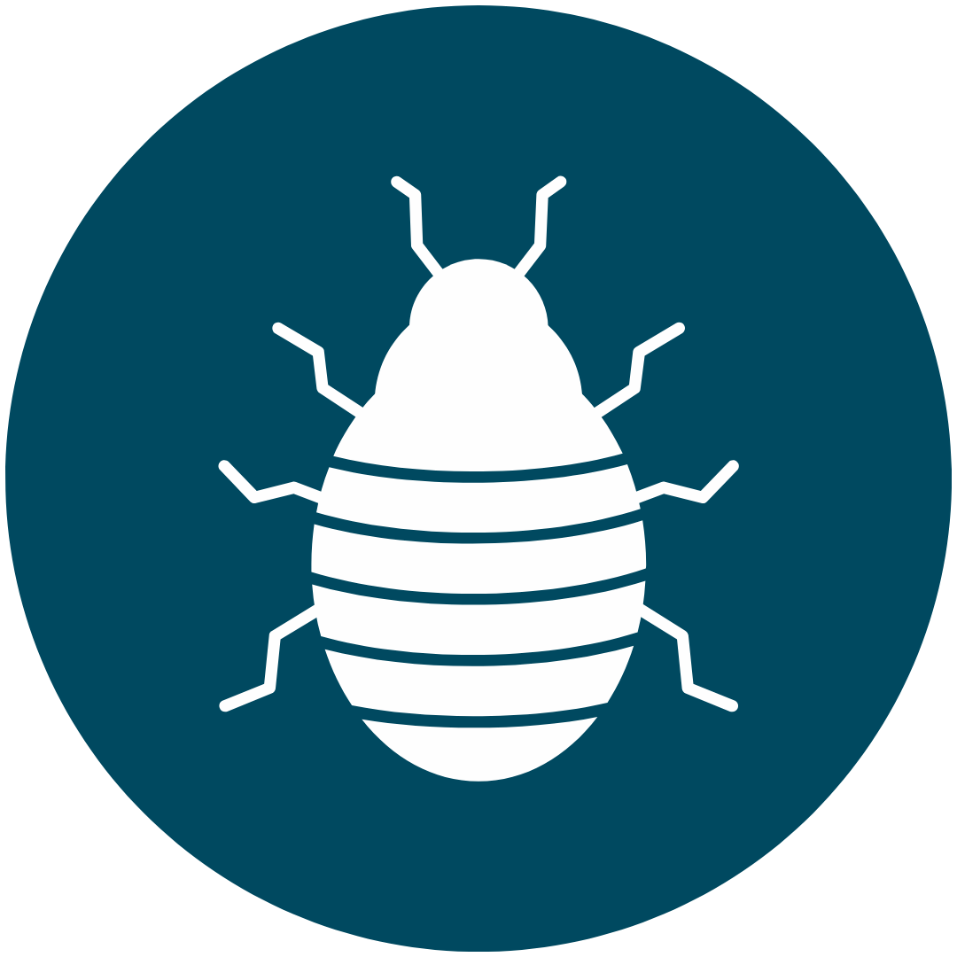 bedbug icon