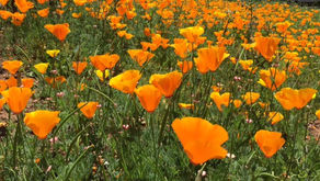 June Newsletter 5 Helpful Tips for Sleep