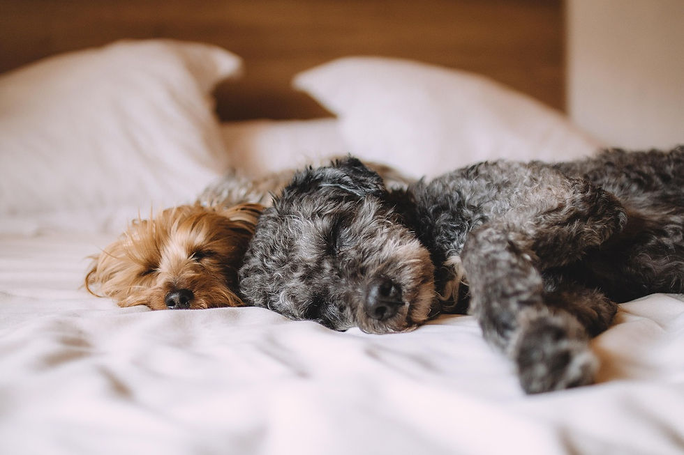 Können sich Hunde verlieben? Die Wahrheit über Liebeskummer bei Hunden