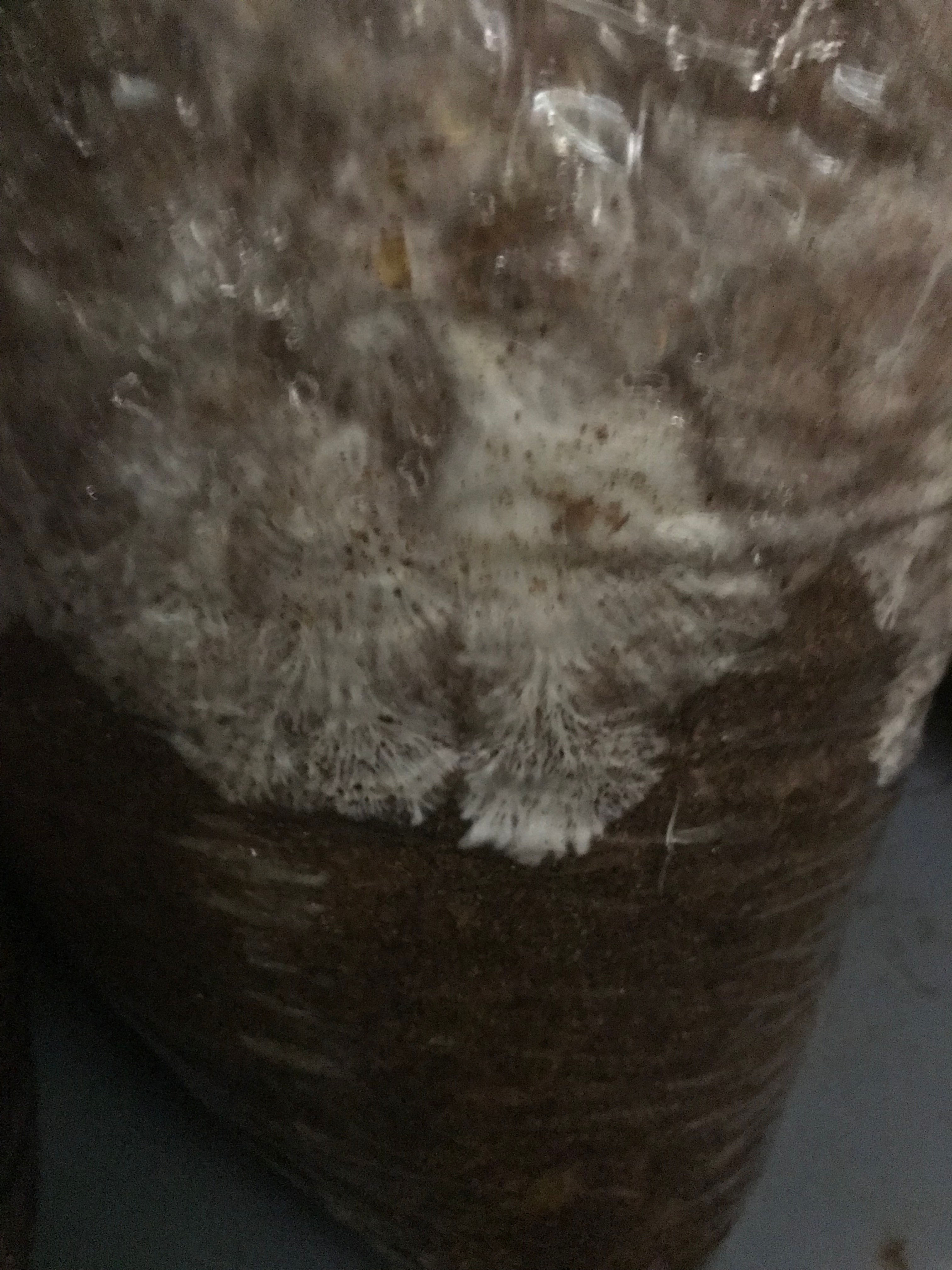 Tubulares de Orellana listos para incubar x kg