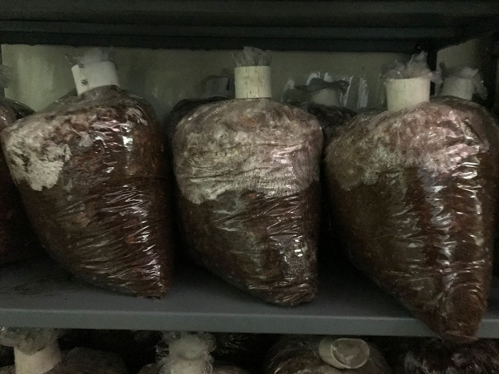 Miniatura: Tubulares de Orellana listos para incubar x kg