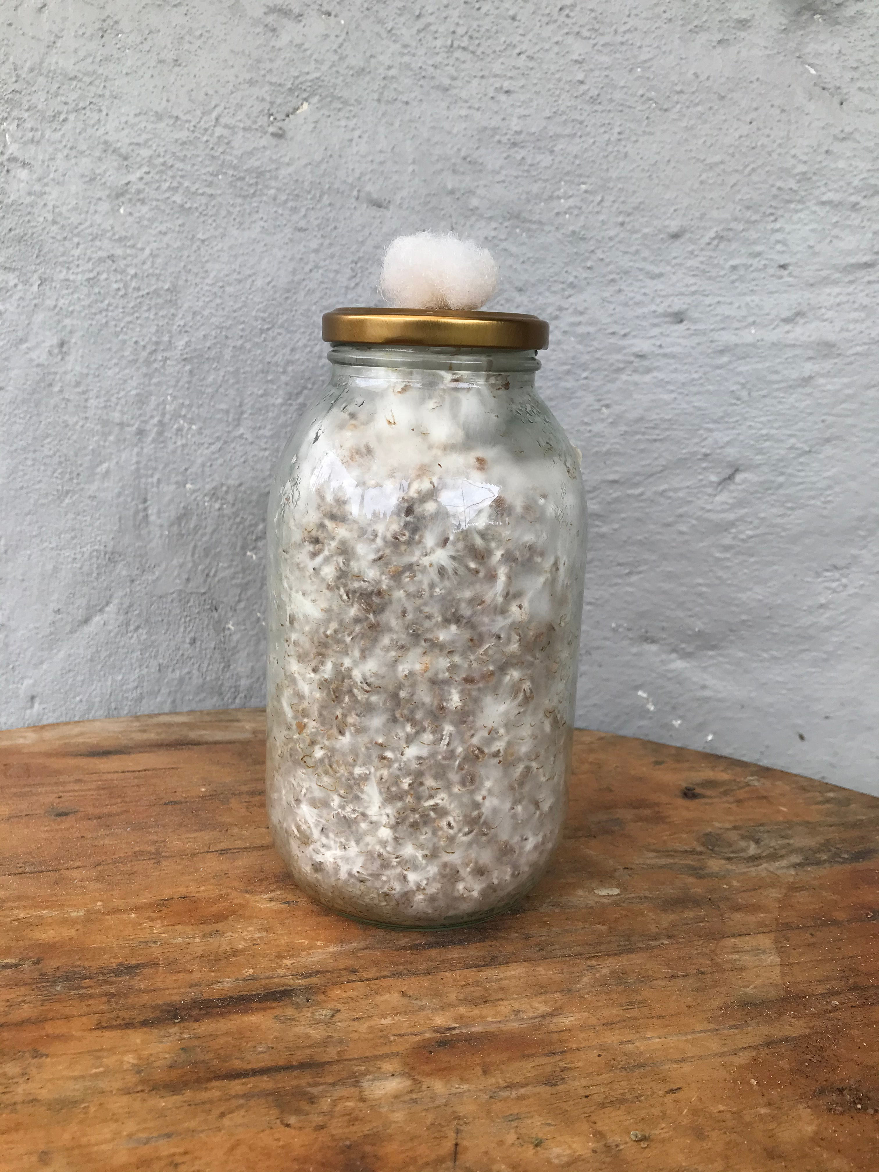 Semilla de Orellana Gris x 2kg