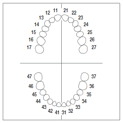 Miniatura: Diente de repuesto