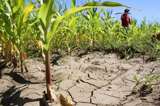 The GMO Controversy in Chile