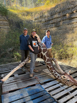 Giraffe Sculpture Restoration