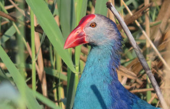 Trigger Warning! Gear Talk Ahead