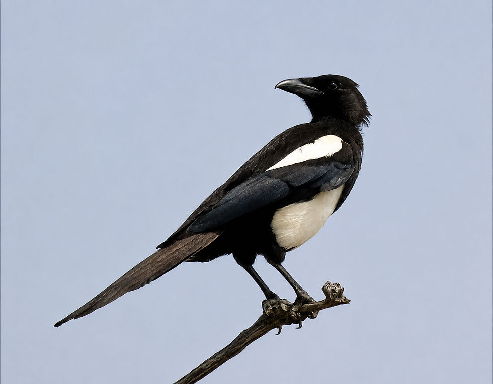Asir_Magpie_edited