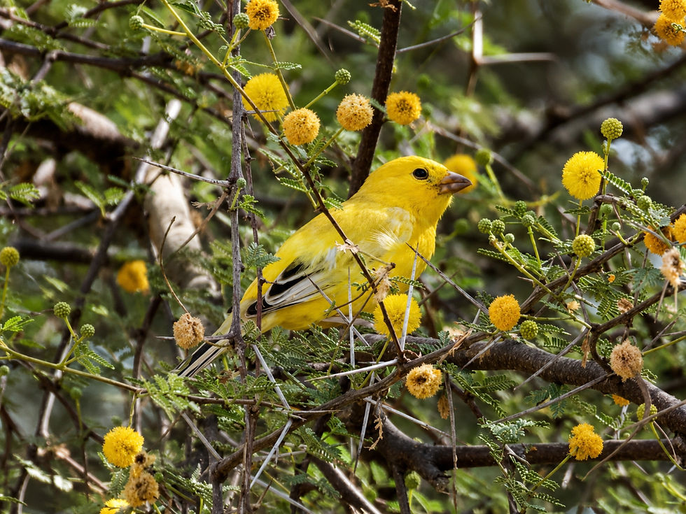 Arabian_Golden_Sparrow_edited