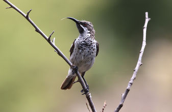 Socotra Sunbird, one of the iconic endemics expected on Saudi Birding’s March 2026 Socotra tour. Photo by James Conder.