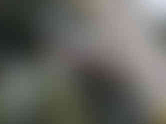 Arabian Woodpecker during Saudi Birding tour to Saudi Arabia