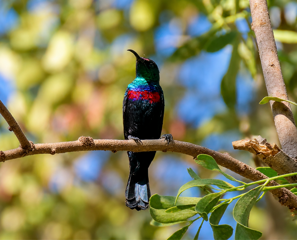Arabian Sunbird during Saudi Birding tour to Saudi Arabia