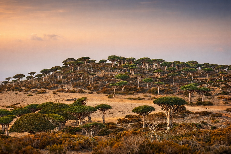 Dragons_Blood_Trees_edited.png