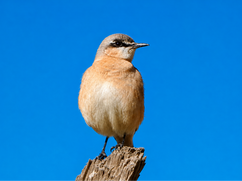Buff-breasted Wheatear during Saudi Birding tour to Saudi Arabia