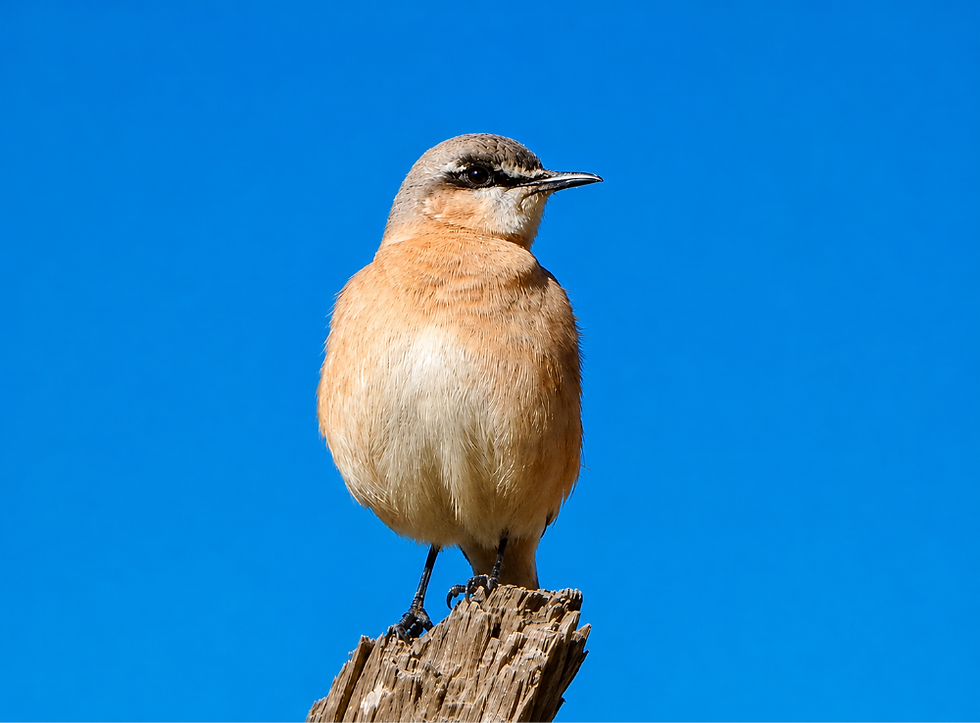 Buff-breasted_Wheatear_edited