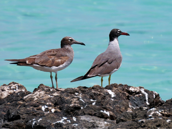 White-eyed Gulls seen during the Saudi Birding spring 2026 bird tour