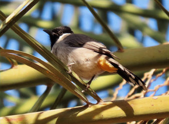 White-eared Bulbul (Pycnonotus leucotis) in Saudi Arabia