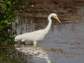 An "Intermediate" Egret in Jazan during the February 2025 Saudi Birding tour