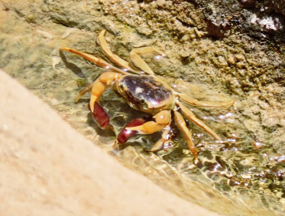 Socotra River Crab (Socotrapotamon socotrense), one seen during the Saudi Birding tour