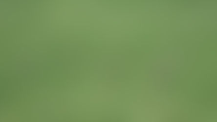 Haradh is Heating Up! Prime Fall Birding in the Eastern Province (October 2020)