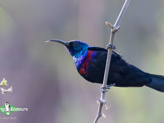 Arabian Sunbird (Cinnyris hellmayri) perched on flowering shrub in Oman, photographed by Fraser Bell during a guided Oman birding tour.