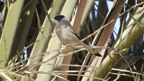A male Hypocolius perched in a date palm