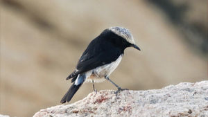 A male Arabian Wheatear (Oenanthe lugentoides), endemic to the highlands of southwest Saudi Arabia, Yemen, and southern Oman.