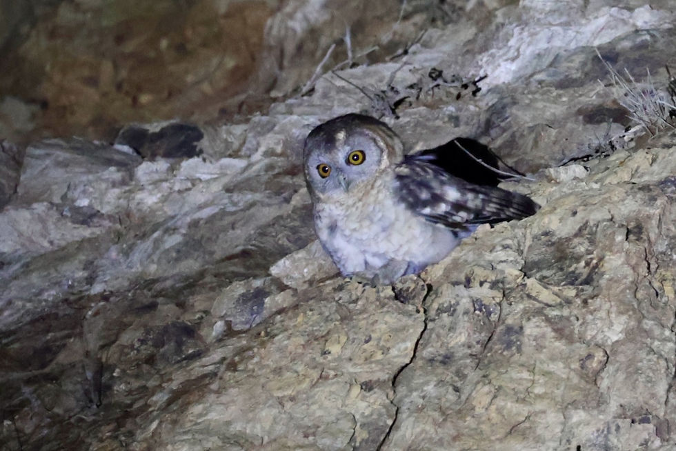 Desert Owl (Strix hadorami) photographed during Saudi Birding's Arabian Endemics Tour