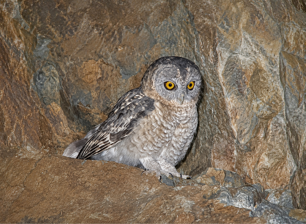 Desert_Owl_edited