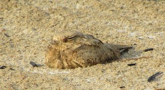 Birding Saudi’s Eastern Province—Al Ahsa Hotspots