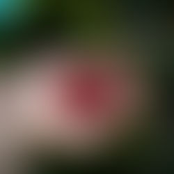 “Do Campo à Inovação, o futuro que cresce”como o lema do Startup Connect Cacoal reflete a nova era do agro rondoniense